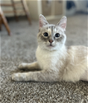 adoptable Cat in , MN named Koko C4406 - ADOPTION BEING FINALIZED