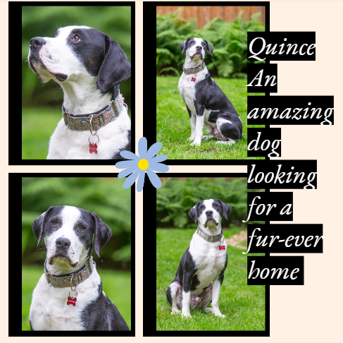 adoptable Dog in Farmington, MN named Quince D5921