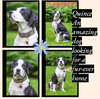 adoptable Dog in Farmington, MN named Quince D5921