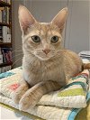 adoptable Cat in , MN named Hilda C4410