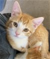 adoptable Cat in farmington, MN named Chester C4412 - NO LONGER ACCEPTING APPLICATIONS