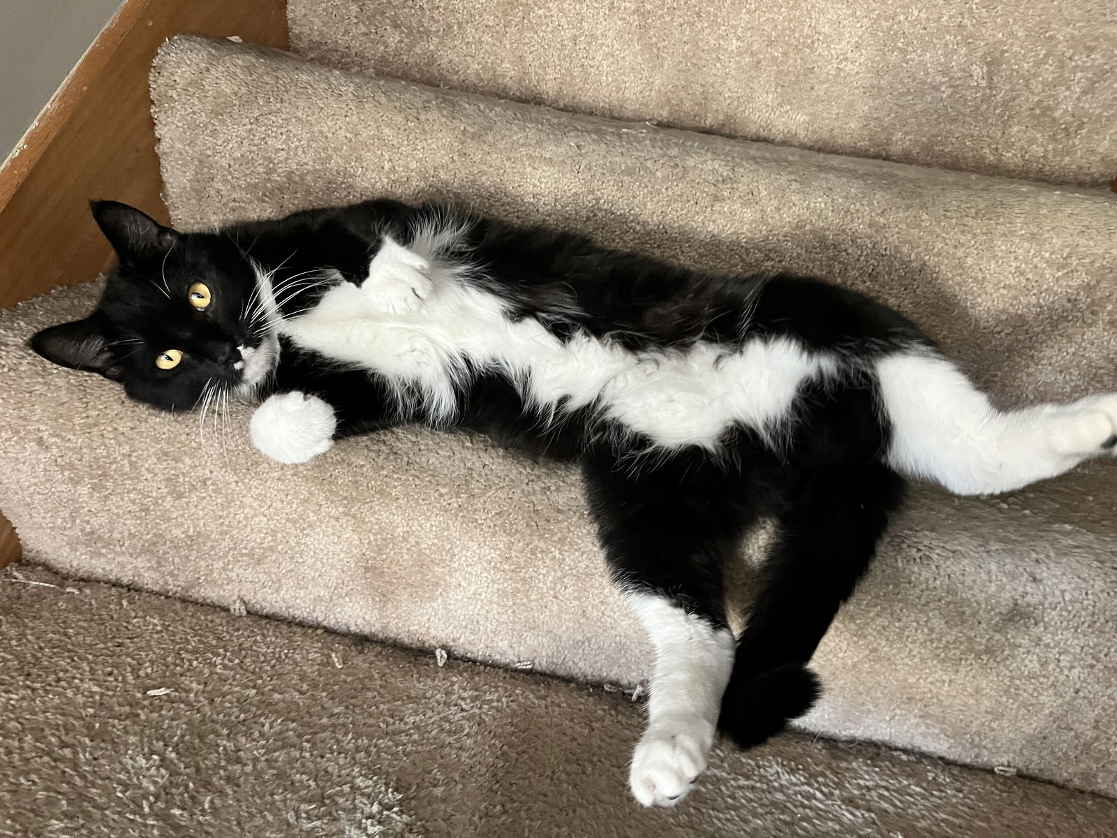 adoptable Cat in Farmington, MN named Cormoran C4409