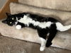 adoptable Cat in farmington, MN named Cormoran C4409