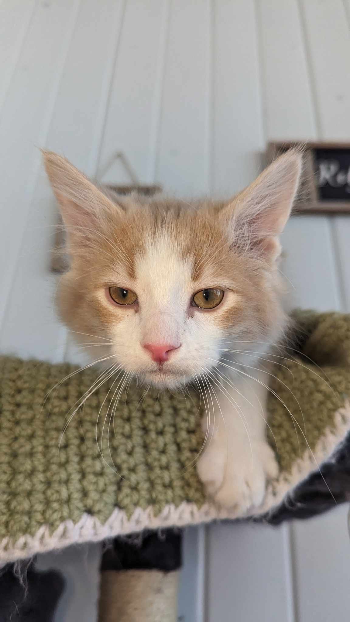adoptable Cat in Farmington, MN named Ezra C4416 - ADOPTION BEING FINALIZED