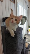 adoptable Cat in farmington, MN named Elijah C4417