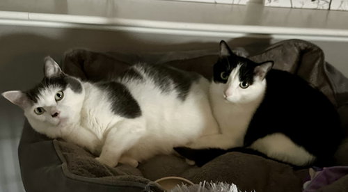 Louie C4419 & Vinnie C4420 (Bonded Pair), Adult Domestic Short Hair / Mixed, cat for adoption in Shakopee, Minnesota