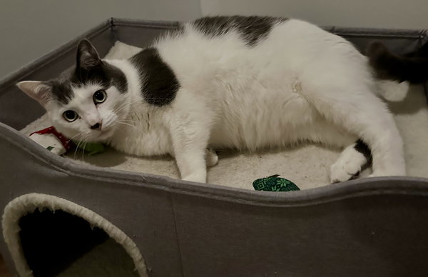 Louie C4419 & Vinnie C4420 (Bonded Pair)