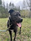adoptable Dog in , MN named Magoo D5928