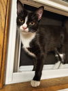 adoptable Cat in Farmington, MN named Janet C4425