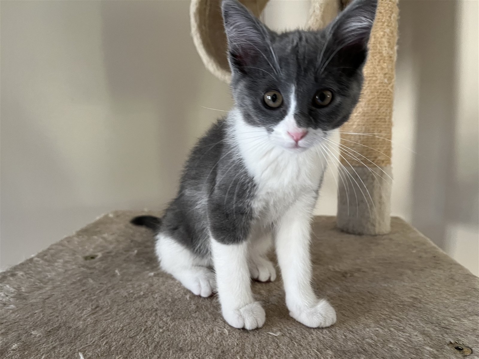 adoptable Cat in Farmington, MN named Ovi C4428