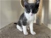 adoptable Cat in farmington, MN named Ovi C4428