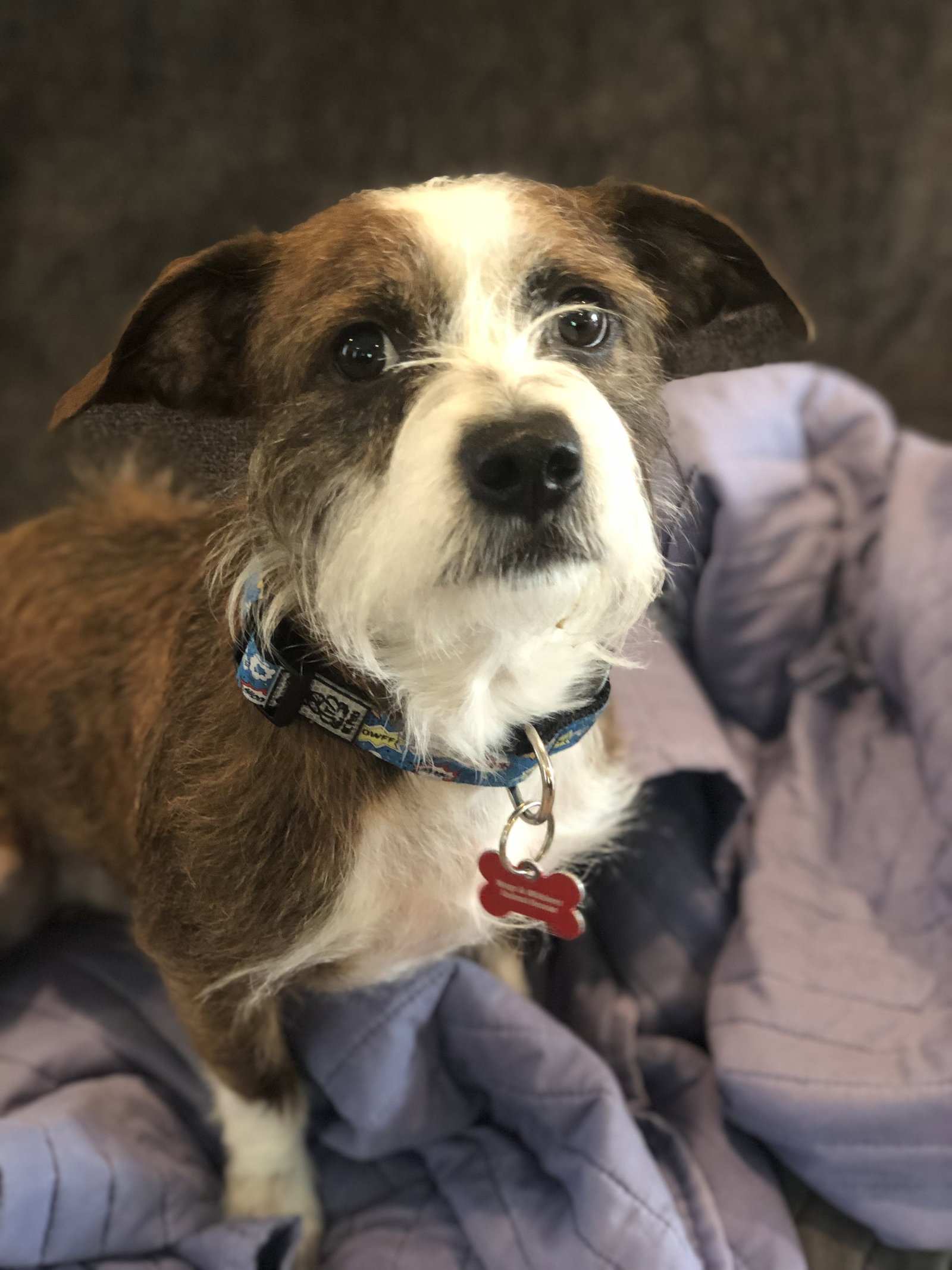Dog adoption in Farmington, MN 55024: Terrier / Mixed Dog 