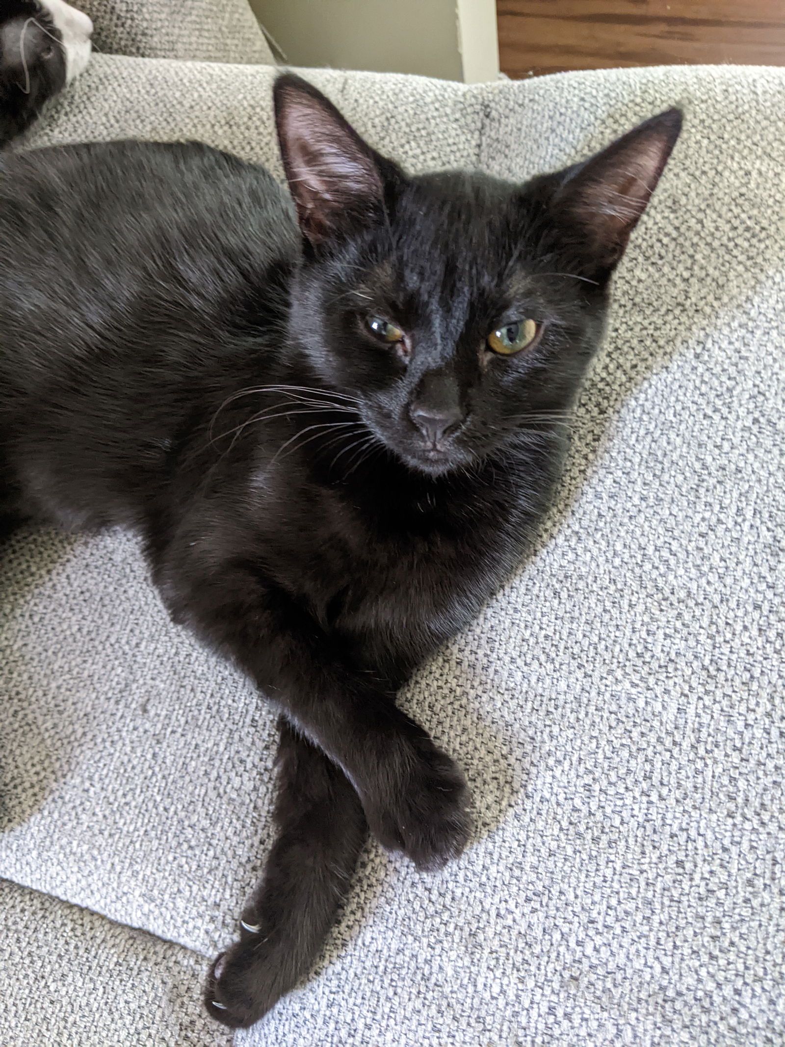 adoptable Cat in Farmington, MN named Luna C4451