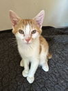 adoptable Cat in , MN named Pickles C4475