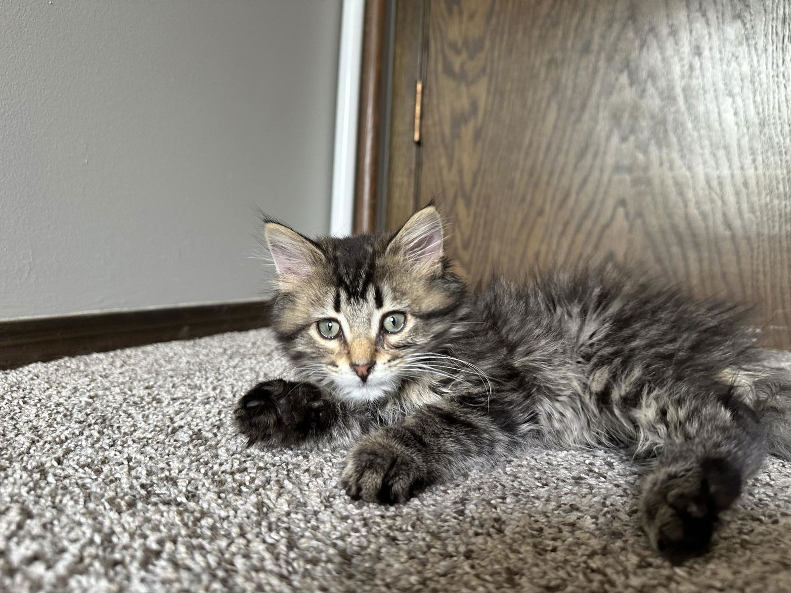 adoptable Cat in Farmington, MN named Celeste C4490 - ADOPTION BEING FINALIZED