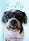 adoptable Dog in  named Sully D5972