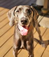 adoptable Dog in , MN named Sophie D5979