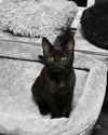 Peppercorn C4529