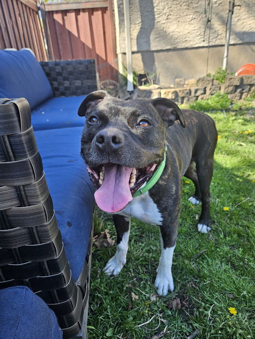 picture of the dog needing adoption