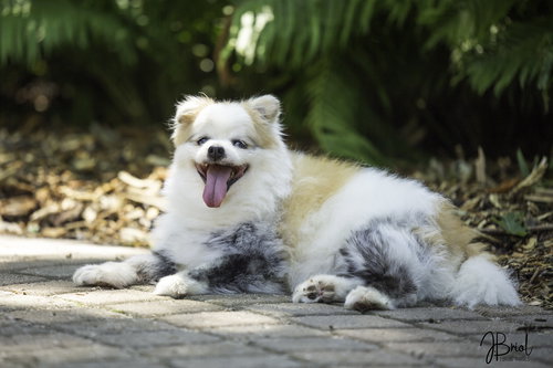 picture of the dog needing adoption