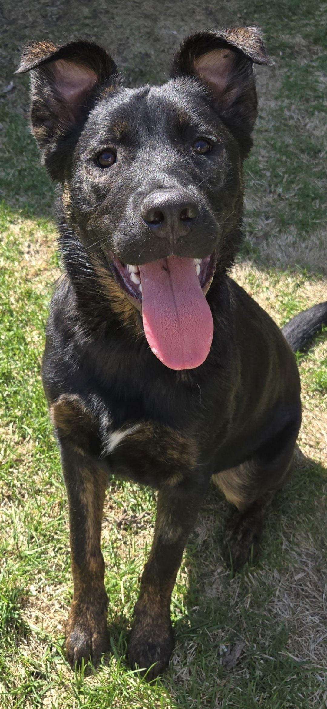 adoptable Dog in Farmington, MN named Zippo D6017