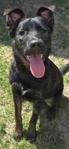 adoptable Dog in  named Zippo D6017