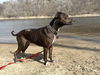 adoptable Dog in  named Zeus D6027