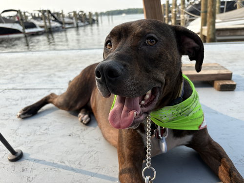 picture of the dog needing adoption