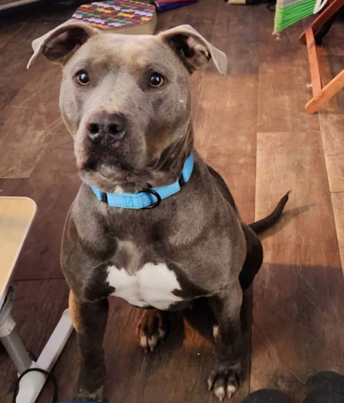 picture of the dog needing adoption