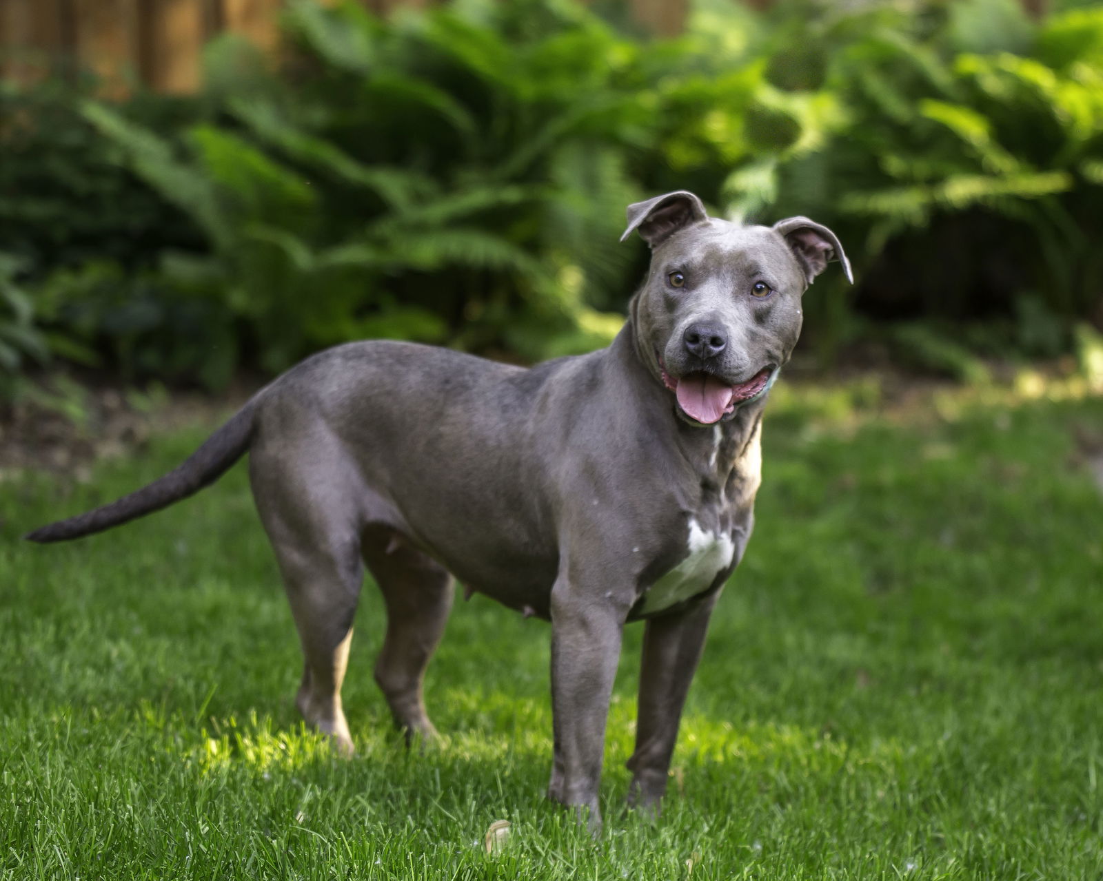 adoptable Dog in Farmington, MN named Laura D6032