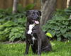 adoptable Dog in farmington, MN named Billy D6033