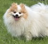 adoptable Dog in  named Snowball D6039