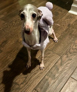 adoptable Dog in Farmington, MN named Adele D6043
