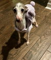 adoptable Dog in farmington, MN named Adele D6043