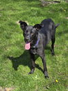 adoptable Dog in  named Waabizii D6050