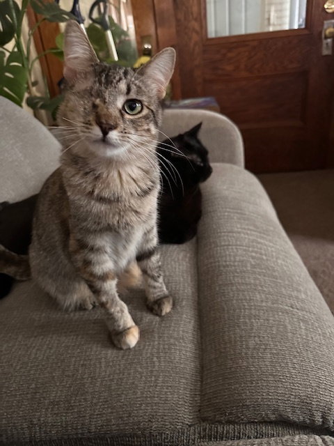 picture of the cat needing adoption