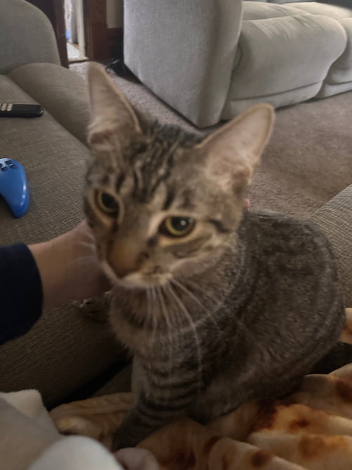 picture of the cat needing adoption