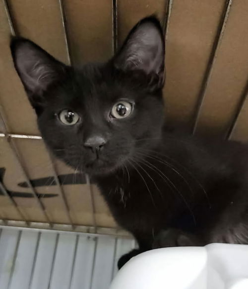 picture of the cat needing adoption