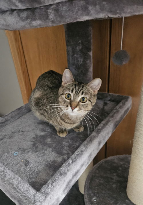 picture of the cat needing adoption