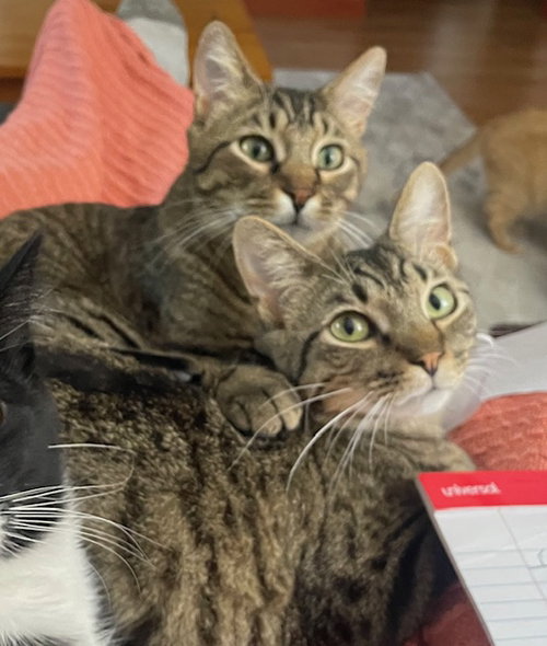 picture of the cat needing adoption