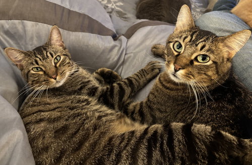 picture of the cat needing adoption