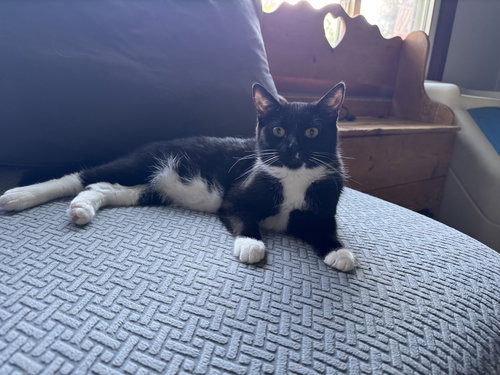 picture of the cat needing adoption