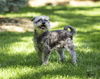 adoptable Dog in  named Gigi D6051