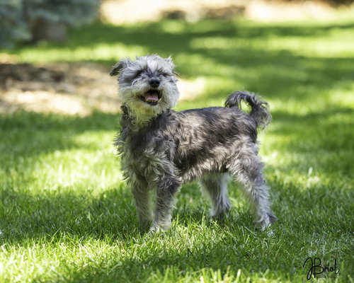 picture of the dog needing adoption