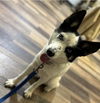 adoptable Dog in  named Alisa D6053