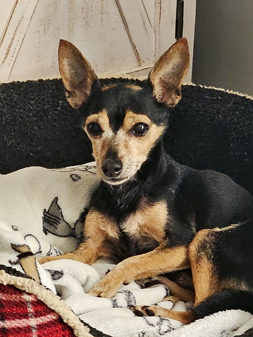 picture of the dog needing adoption