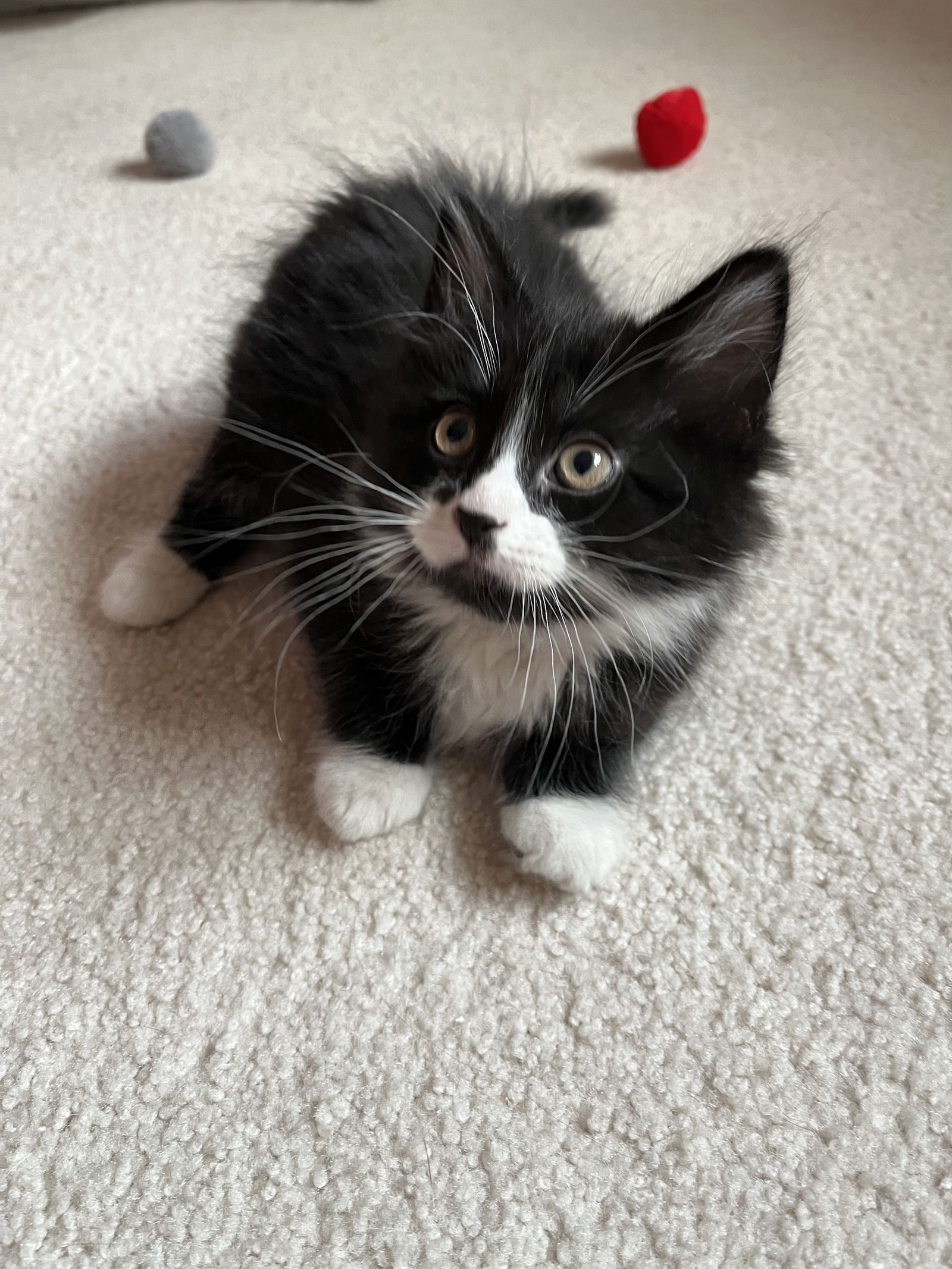adoptable Cat in Farmington, MN named Benny C4614 - ADOPTION BEING FINALIZED