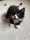 adoptable Cat in farmington, MN named Benny C4614 - ADOPTION BEING FINALIZED