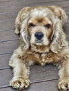 Buddy D6063