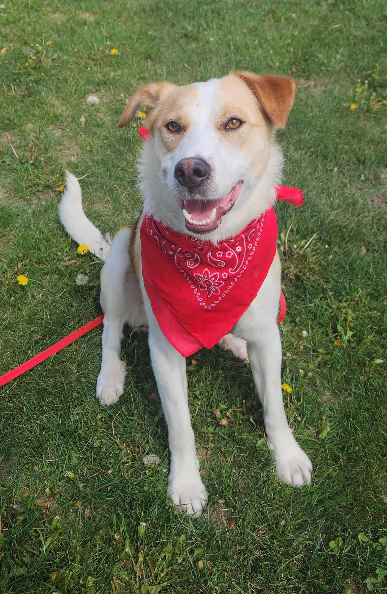 adoptable Dog in Farmington, MN named Rocky D6067